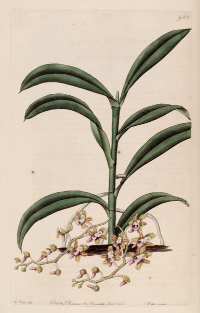 Illustrazione di Cleisostoma recurvum (come sin. Sarcanthus rostratus) da M. Hart